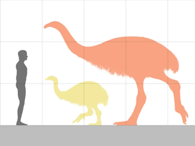 Th 12ft Moa Bird compared to humans