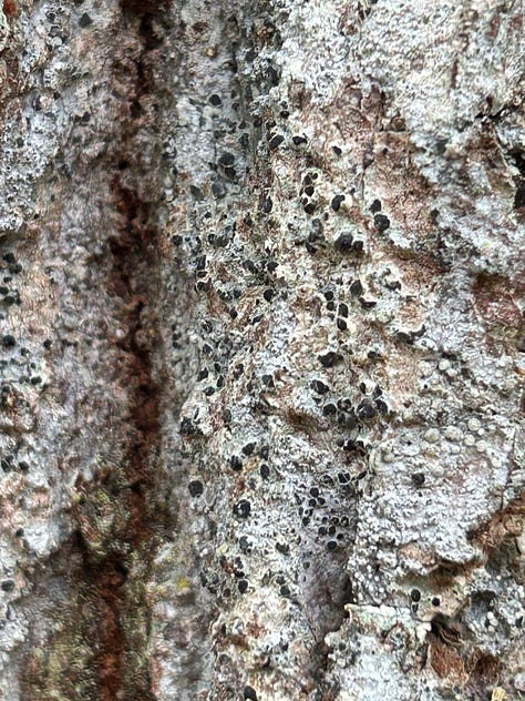 Photographs from Cloanaig Oakwoods, Kintyre