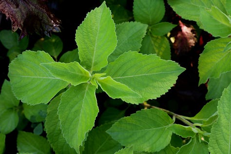 various varieties of basil plants