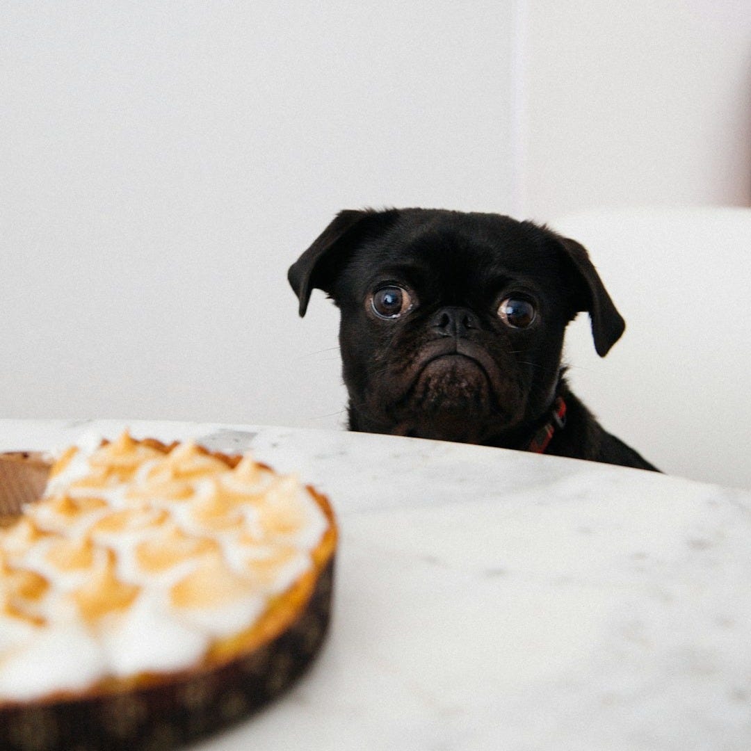 black pug looking at pie