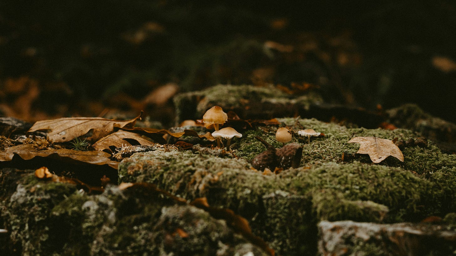 Forest moss with leaves and mushrooms on the ground