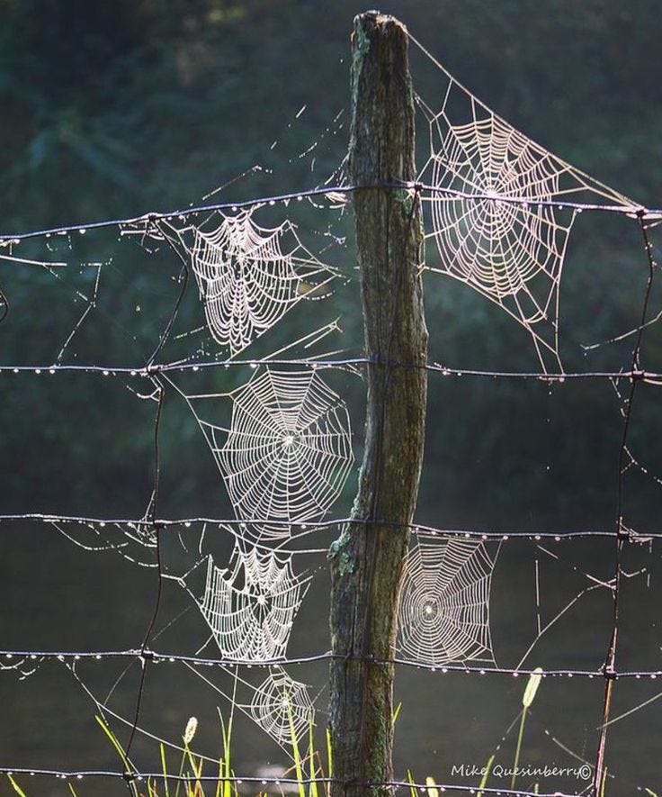 This may contain: spider webs are hanging on the wire fence