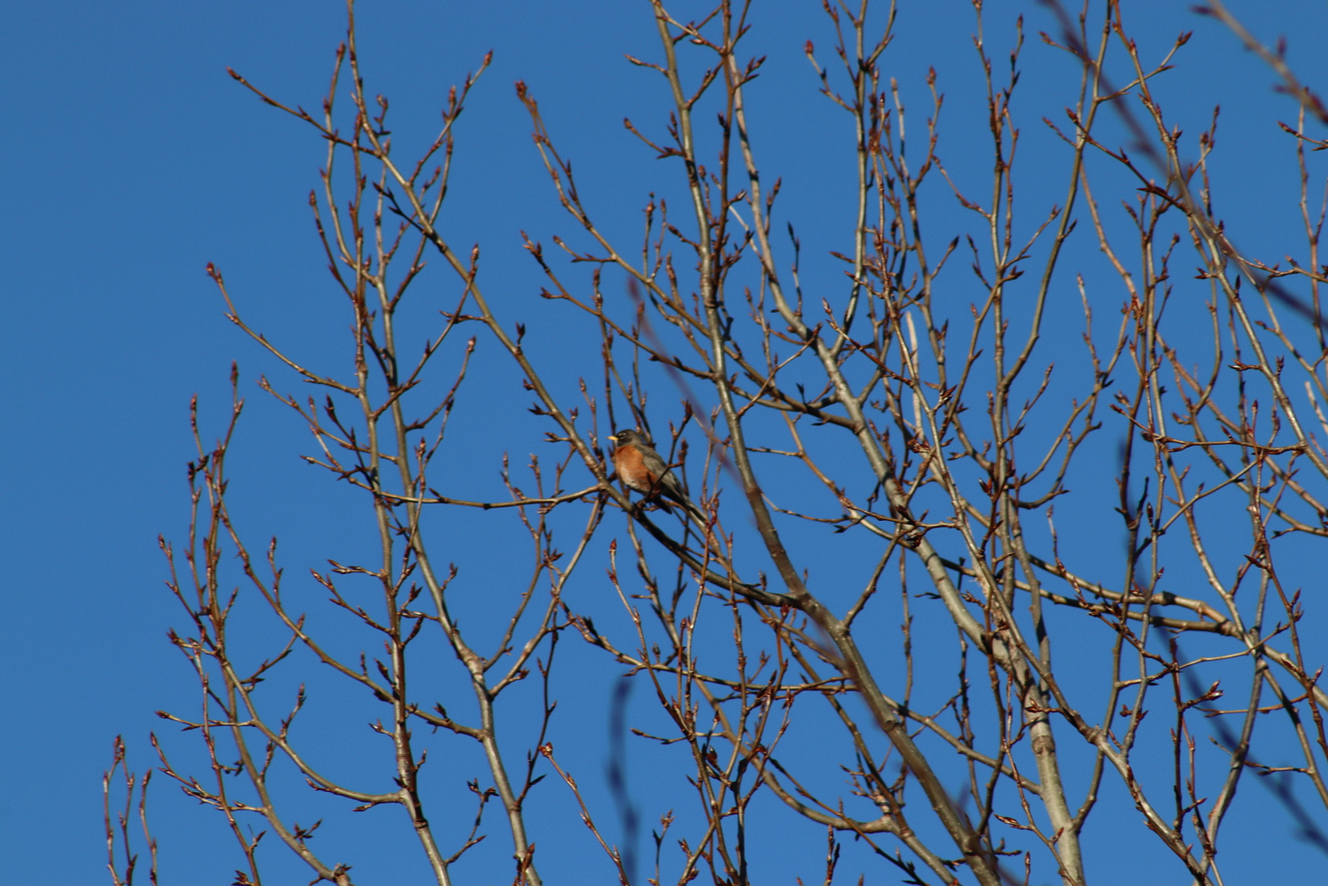 a robin sitting in a budding tree in front of a blue sky