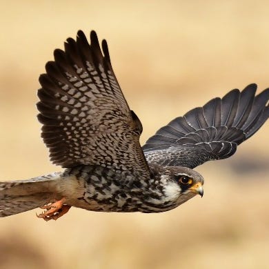 Artwork for Vibehood