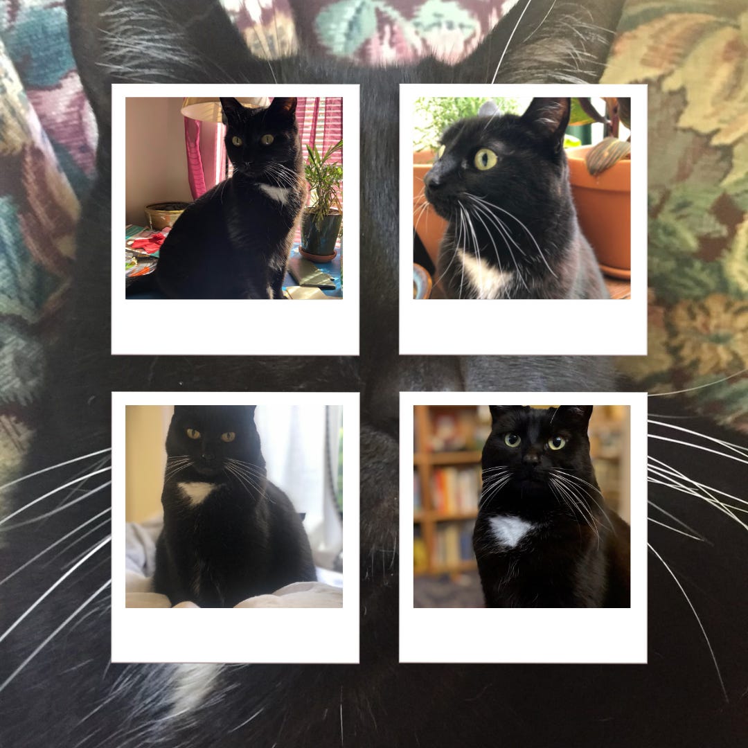 Collage of four polaroid style cat pictures, showing a mostly black cat with a white patch on her chest and bright yellow eyes, and then a larger picture of that same cat in the background.