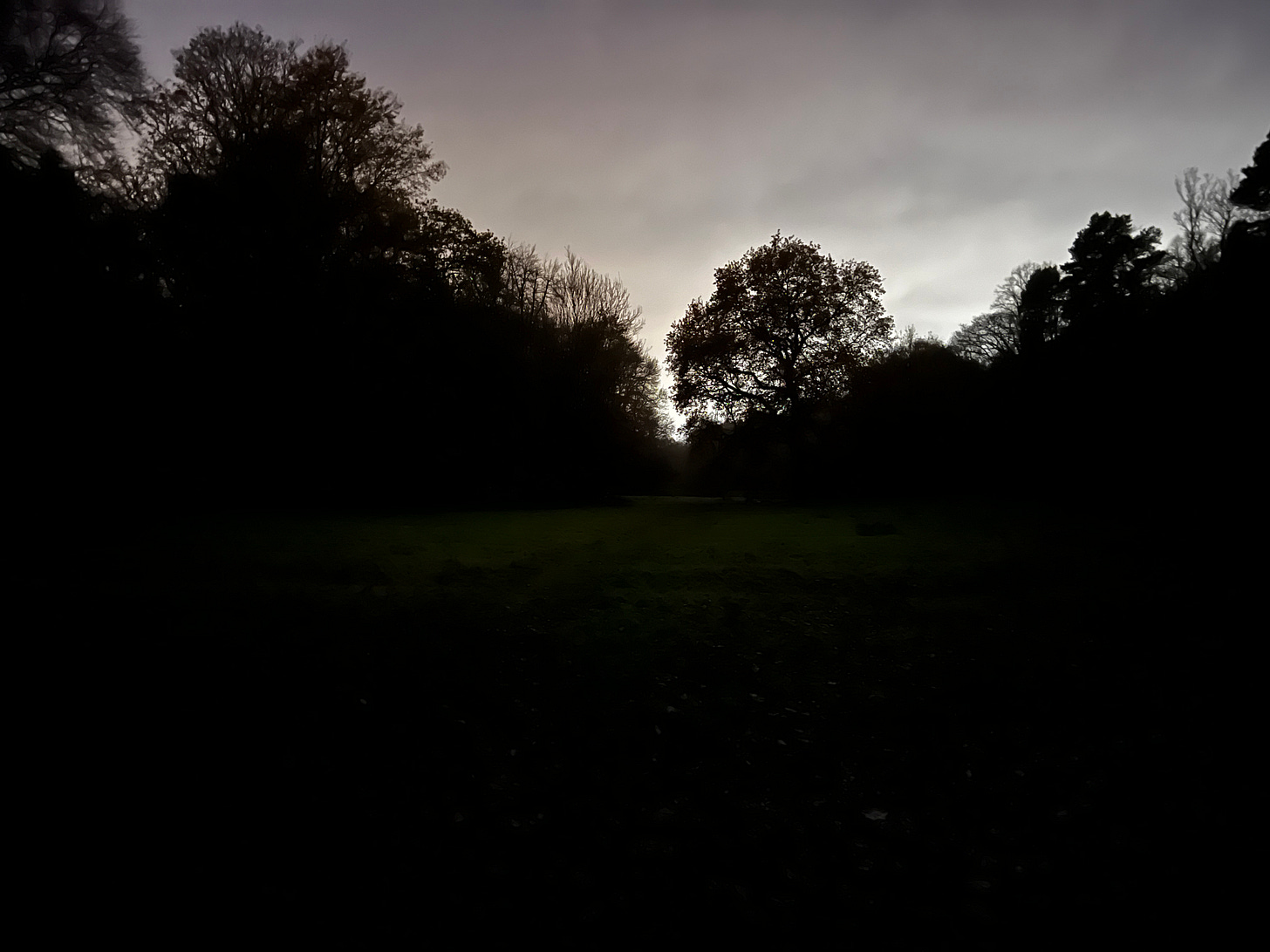 First light over some trees at Pollock Park, Glasgow