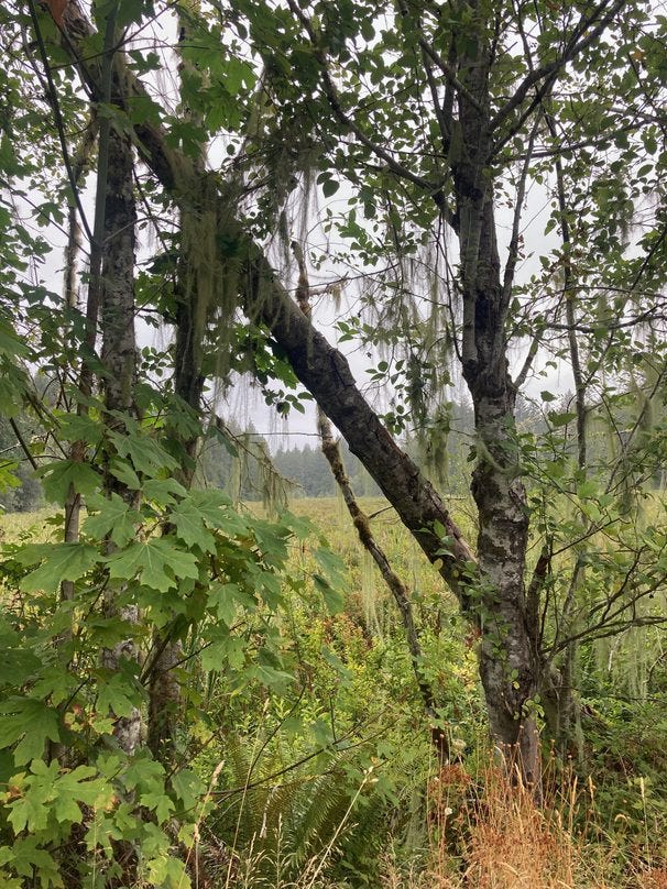 Trees in the foreground of a field against a gray sky
