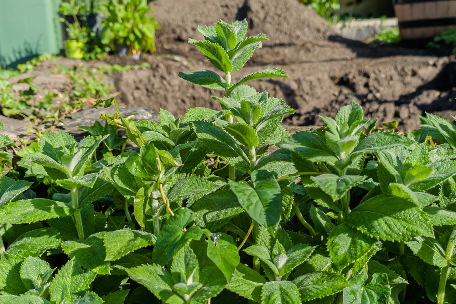 Dichter Bestand frischer Minze in einem sonnigen Gartenbeet, mit aufrechten Trieben, behaarten Stängeln und gegenständig angeordneten, gezähnten Blättern. Im Hintergrund liegen dunkle Erde und Steine.