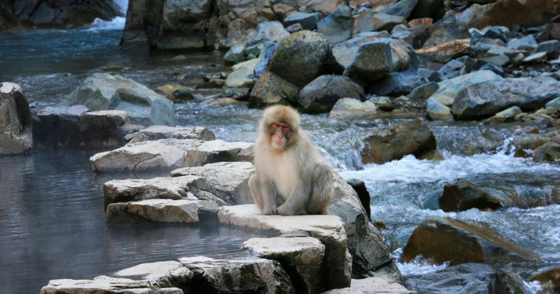 A Japanese macaque (snow monkey) sitting calmly on a flat rock at the edge of a steaming thermal hot spring next to a flowing river. A Japanese macaque (snow monkey) sitting calmly on a flat rock at the edge of a steaming thermal hot spring next to a flowing river.