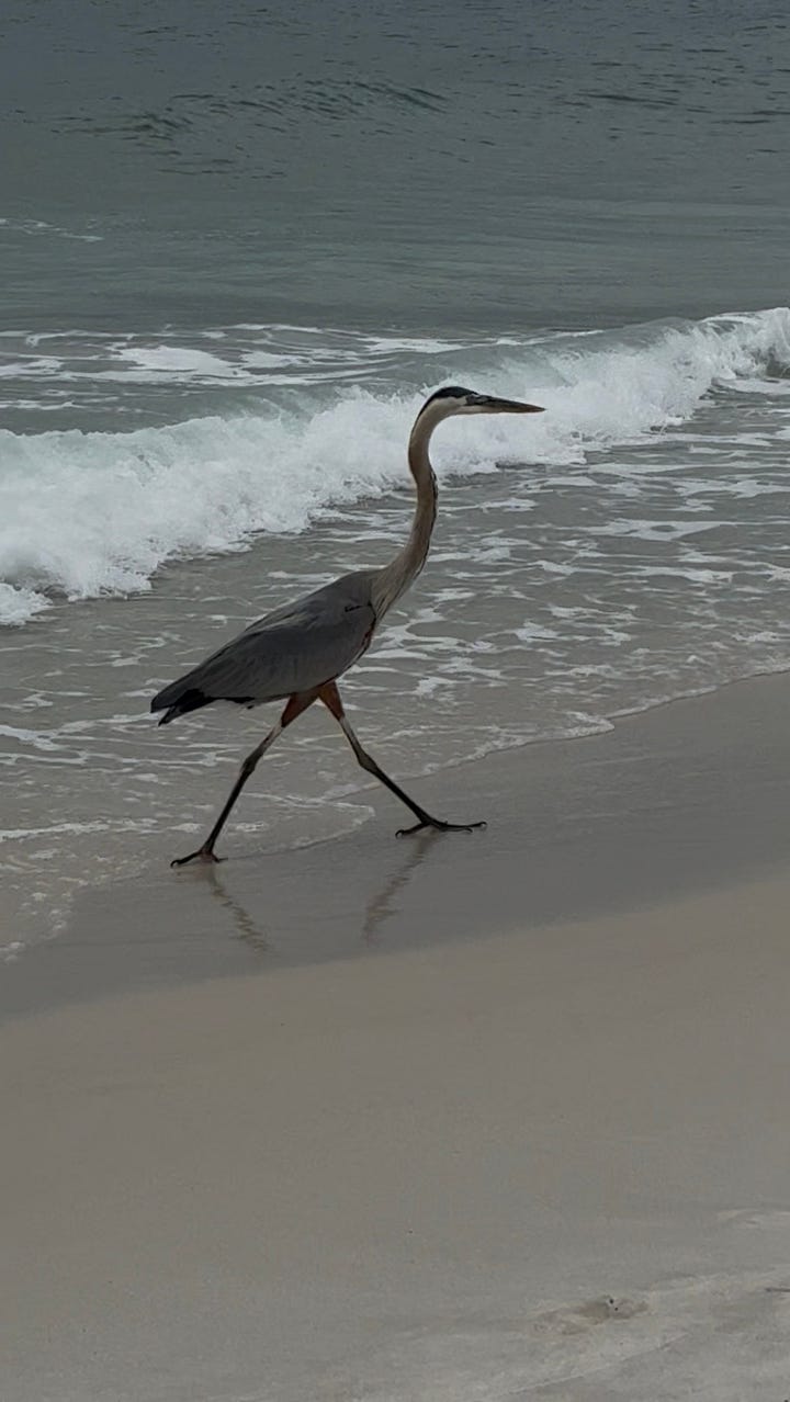 photos of a heron at the beach and rabbits in a local park