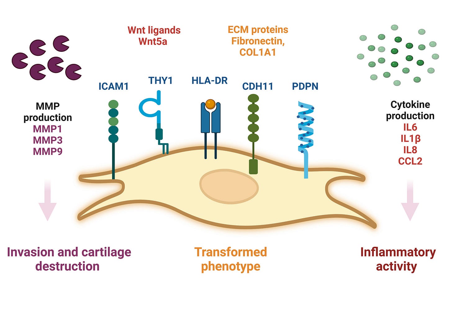 Frontiers | The synovial fluid fibroblast-like synoviocyte: A long-neglected piece in the puzzle of rheumatoid arthritis pathogenesis Frontiers | The synovial fluid fibroblast-like synoviocyte: A long-neglected piece in the puzzle of rheumatoid arthritis pathogenesis