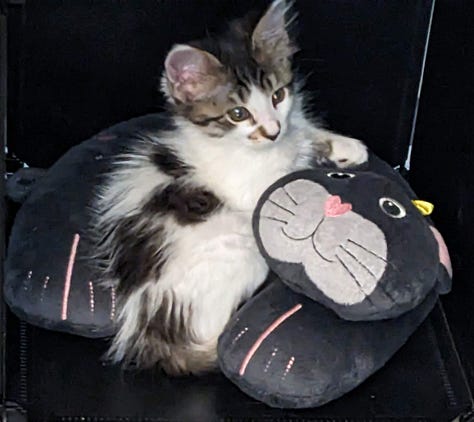 Cats!