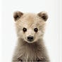 Baby Bear's avatar