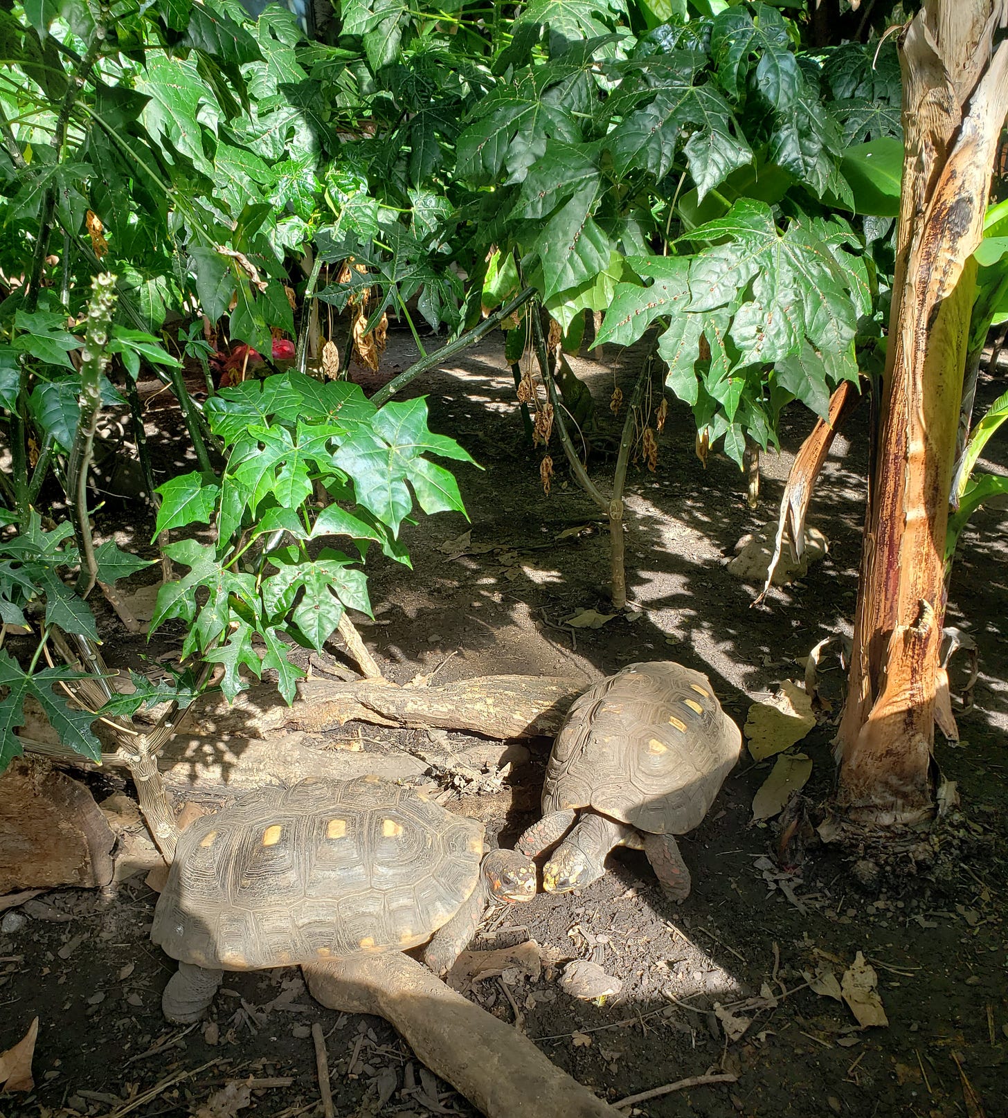 A pair of tortoises are near each other with their bodies and heads facing each other. A pair of tortoises are near each other with their bodies and heads facing each other.