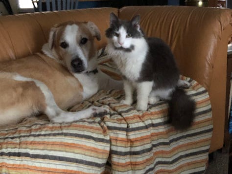 Newman with the various pets