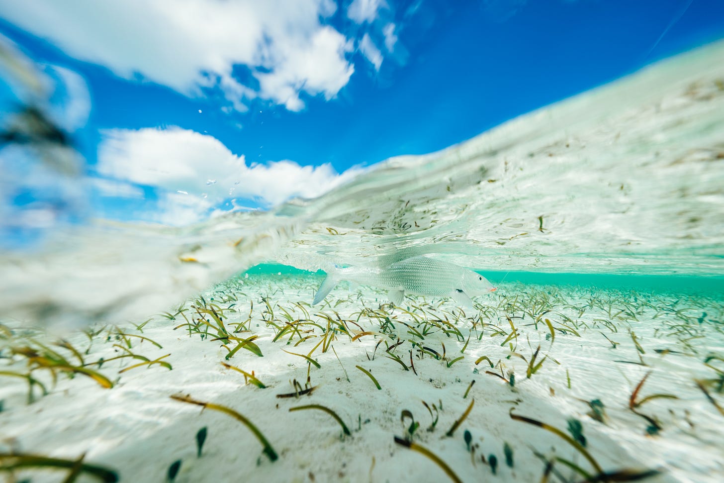 Bonefish on the sandy flats of The Berry Islands. Bonefish on the sandy flats of The Berry Islands.