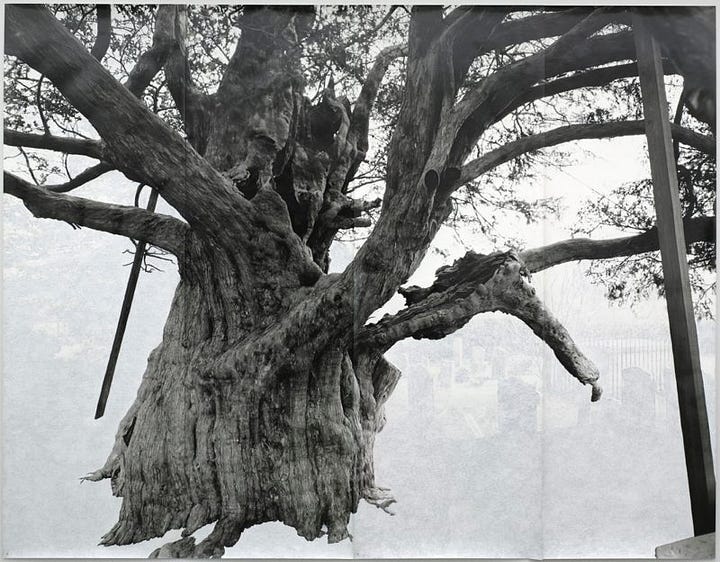 Tacita Dean — Crowhurst II [2007] / Toba Khedoori — Untitled (Branches I) [2011-12].