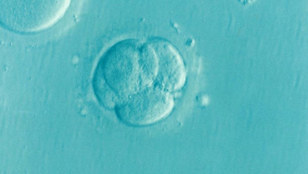 An Analysis of Embryo Adoption - by Katherine Breckenridge