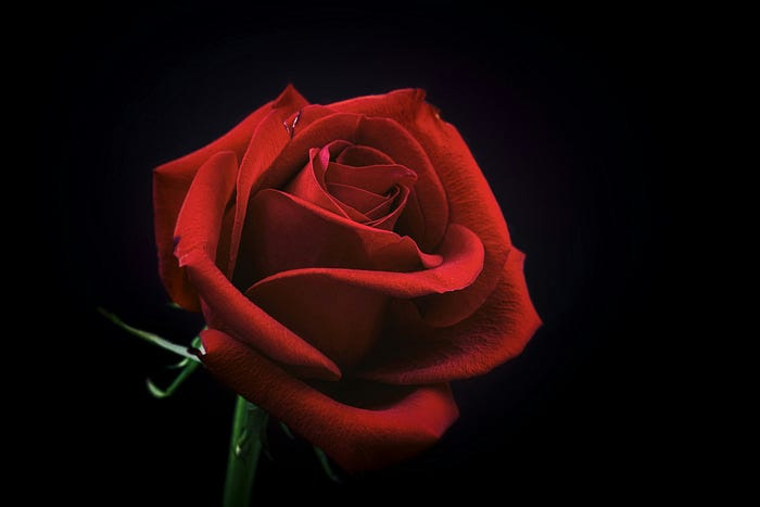 A red rose A red rose