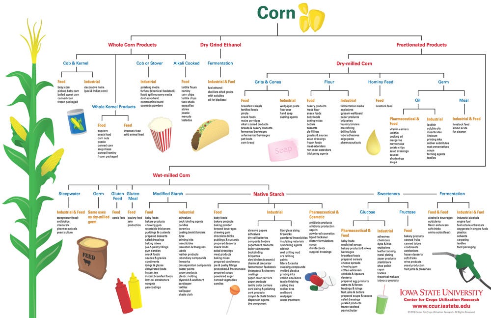 Corn: From Ubiquitous Crop to Controversial Commodity