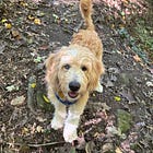 Contrarian Rescue of the Week