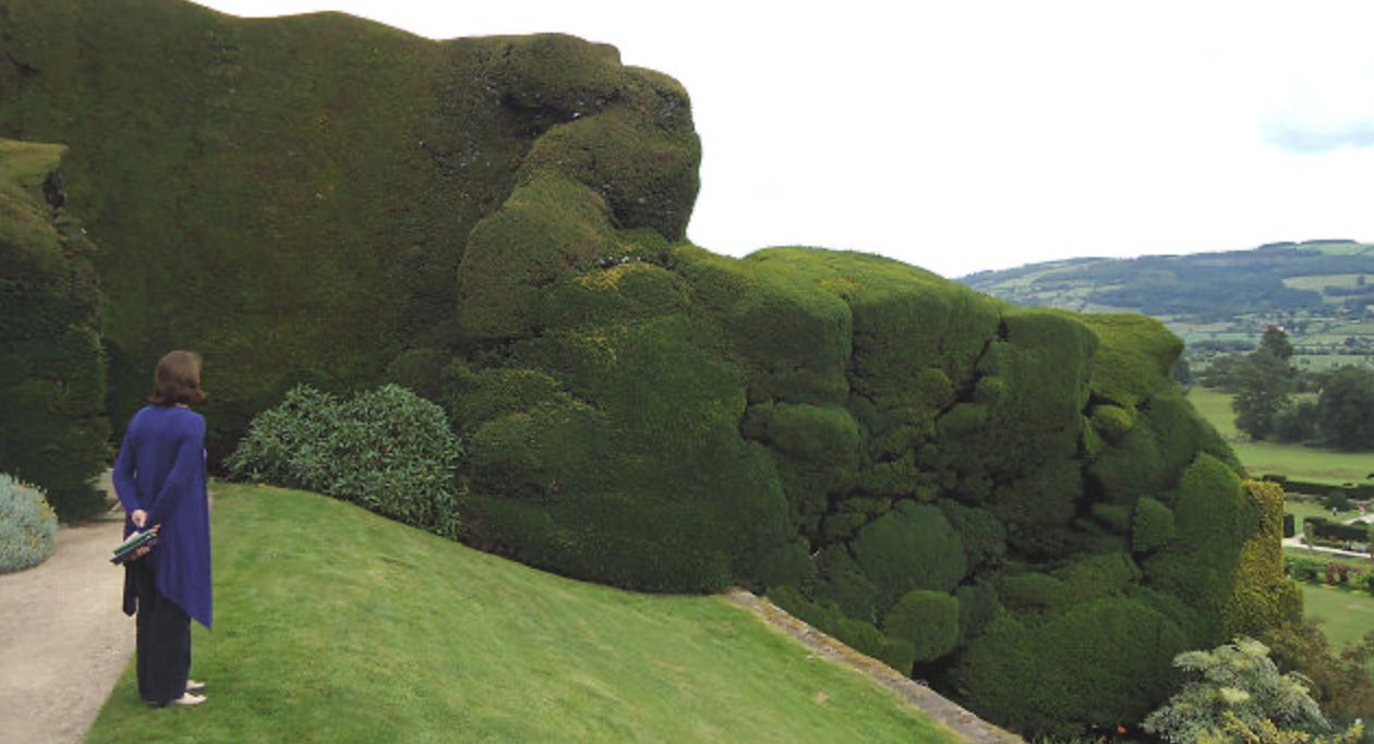 A green hedge on a hill

Description automatically generated with medium confidence