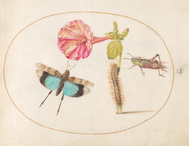 Highly varied images of historic art from the National Gallery archives, including marine crustacean colour sketches, sketches of women's faces, a painting of some ornate roccoco wall design, some more colour animal sketches but with butterflies, catepillars and grasshoppers next to a bright pink flower, plus some hands clasped together in charcoal.
