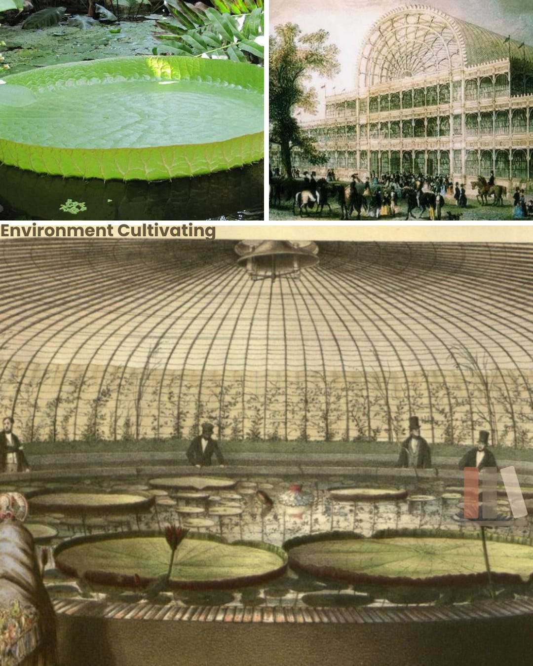 Collage of three images: a giant Amazon water lily pad floating with upturned ribbed edges; a Victorian illustration of the Crystal Palace exterior with crowds and horses gathered outside; and an engraving of the Chatsworth Lily House interior, where visitors in top hats view enormous lily pads in a circular heated tank beneath a domed glass-and-iron roof whose ribs echo the leaf's structure. Collage of three images: a giant Amazon water lily pad floating with upturned ribbed edges; a Victorian illustration of the Crystal Palace exterior with crowds and horses gathered outside; and an engraving of the Chatsworth Lily House interior, where visitors in top hats view enormous lily pads in a circular heated tank beneath a domed glass-and-iron roof whose ribs echo the leaf's structure.