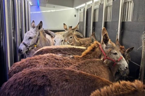 War crime: Israeli army stole donkeys from Gaza, transported them to Europe
