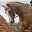 April Reeves Horse Training's avatar