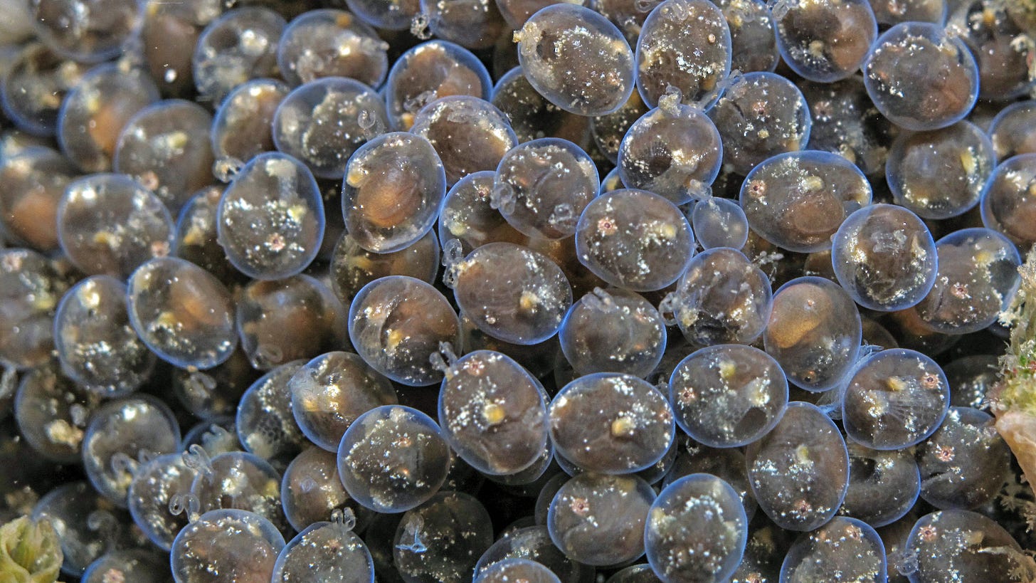 Underwater photo of dozens of marine eggs