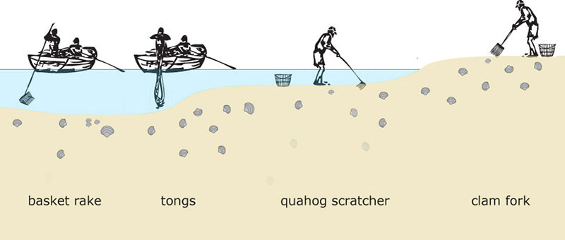 Various types of rakes are used to harvest clams and oysters. Basket rakes are equipped with wire mesh baskets to hold the catch, and bull rakes and tongs have very long handles for operation from a skiff.&nbsp;