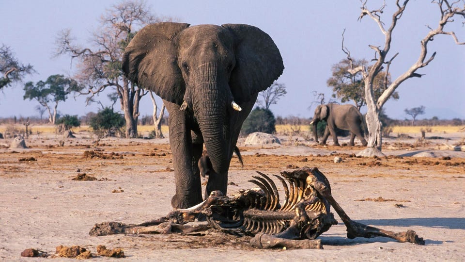 Elephant bull and carcass of a companions, Savuti