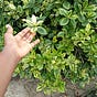 anjiee's avatar