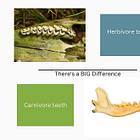 Your Biology Makes You An Omnivore (Your Diet Is Another Story)