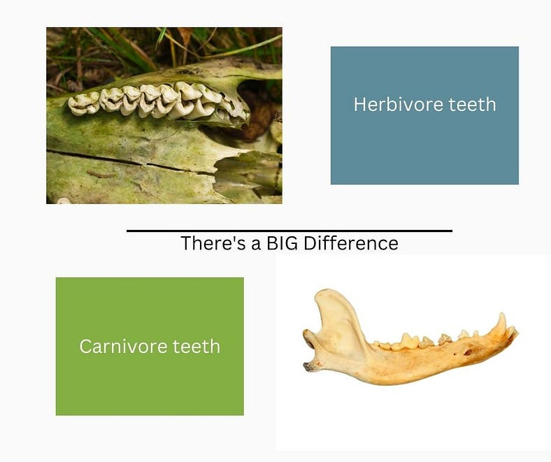 Herbivore jaw bone showing the teeth in the upper left of the picture and a carnivore jaw bone showing the teeth in the lower right of the picture Herbivore jaw bone showing the teeth in the upper left of the picture and a carnivore jaw bone showing the teeth in the lower right of the picture
