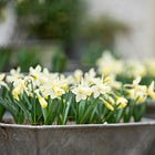 The Spring Gardening Jobs