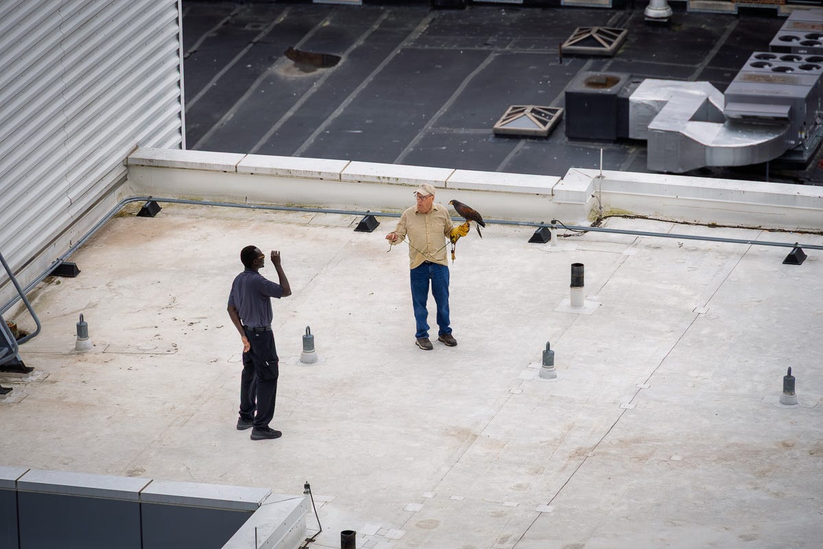 Falconer holds hawk beside colleague on Boston rooftop, preparing for bird abatement patrol. Falconer holds hawk beside colleague on Boston rooftop, preparing for bird abatement patrol.