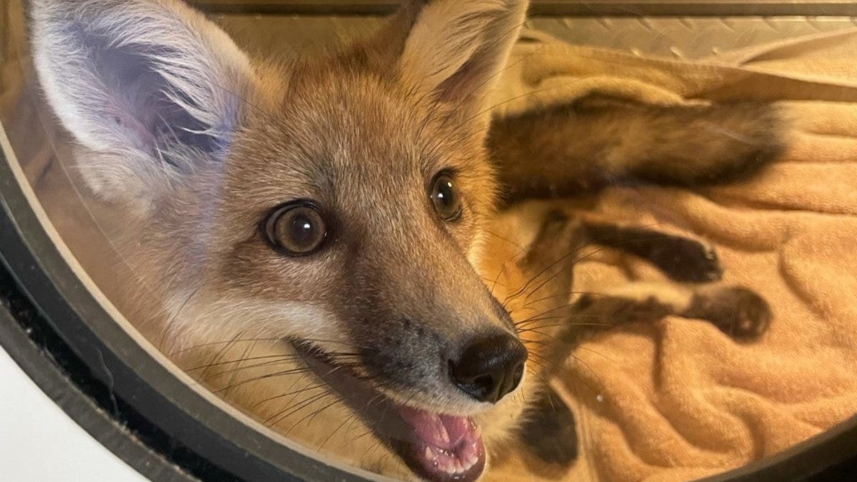 A young red fox