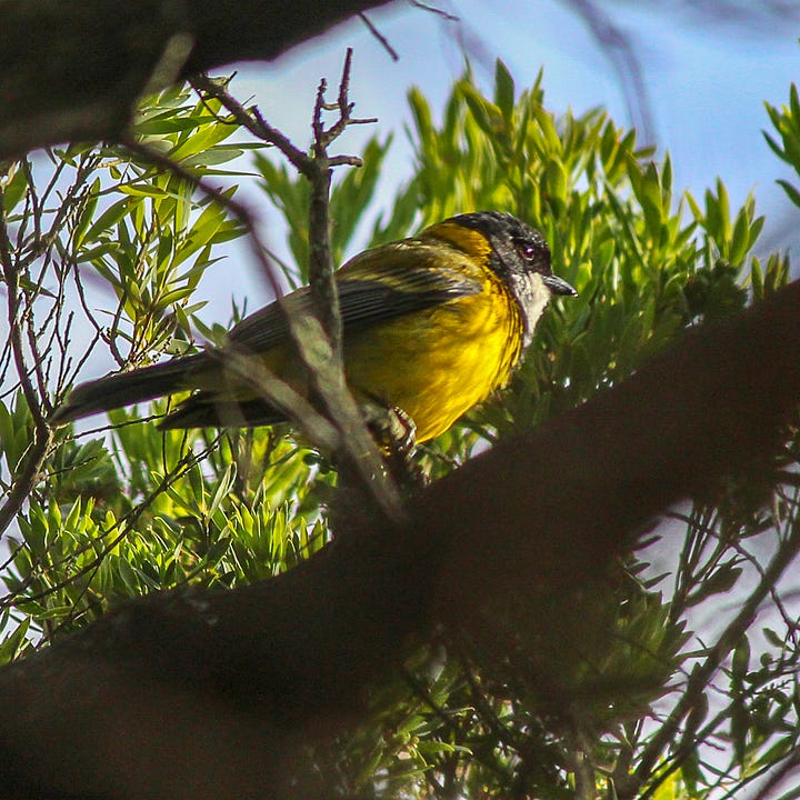 A blue-green surf beach framed by out of focus dunes, eastern yellow robin, silvereye in a bush, golden whistler seen through shrubland