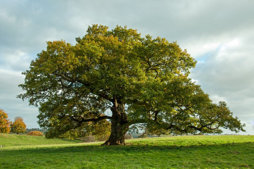 What is a tree? – definition, anatomy and characteristics | EcoTree