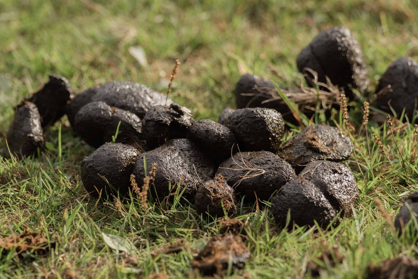 Backyard Animal Poop Identification: A Complete Guide for 2024 - A-Z Animals