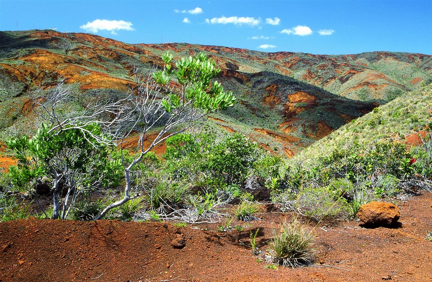 A typical landscape from the South of New Caledonia. The red-orange color of the rocks comes from the soil which is rich in metal oxides.