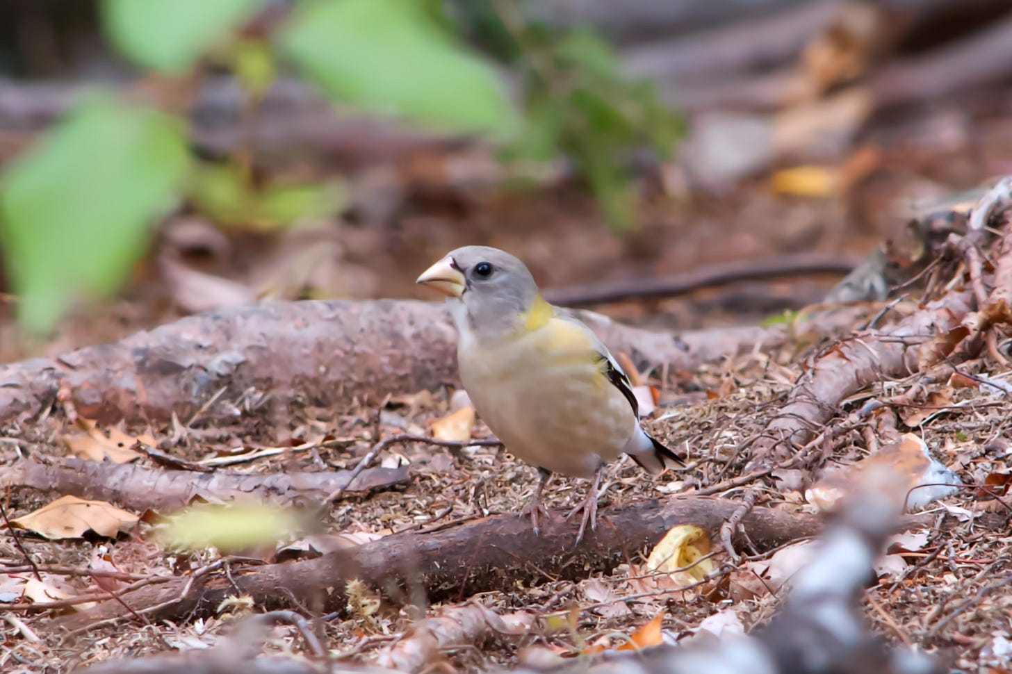 A female Evening Grosbeak perches on the forest floor amidst pine roots.