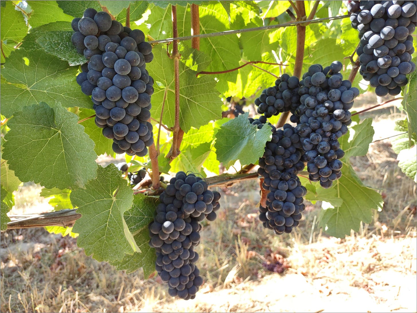 Pinot Noir clusters ready for The Great Cluster Pluck, vintage 2022.