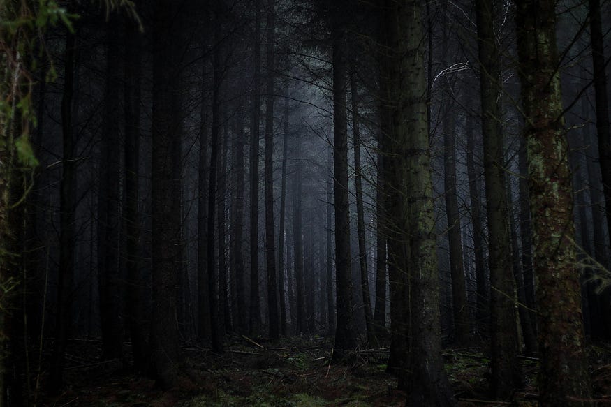 Dim light in the dark woods, a hint of ethereal mist in the distance.