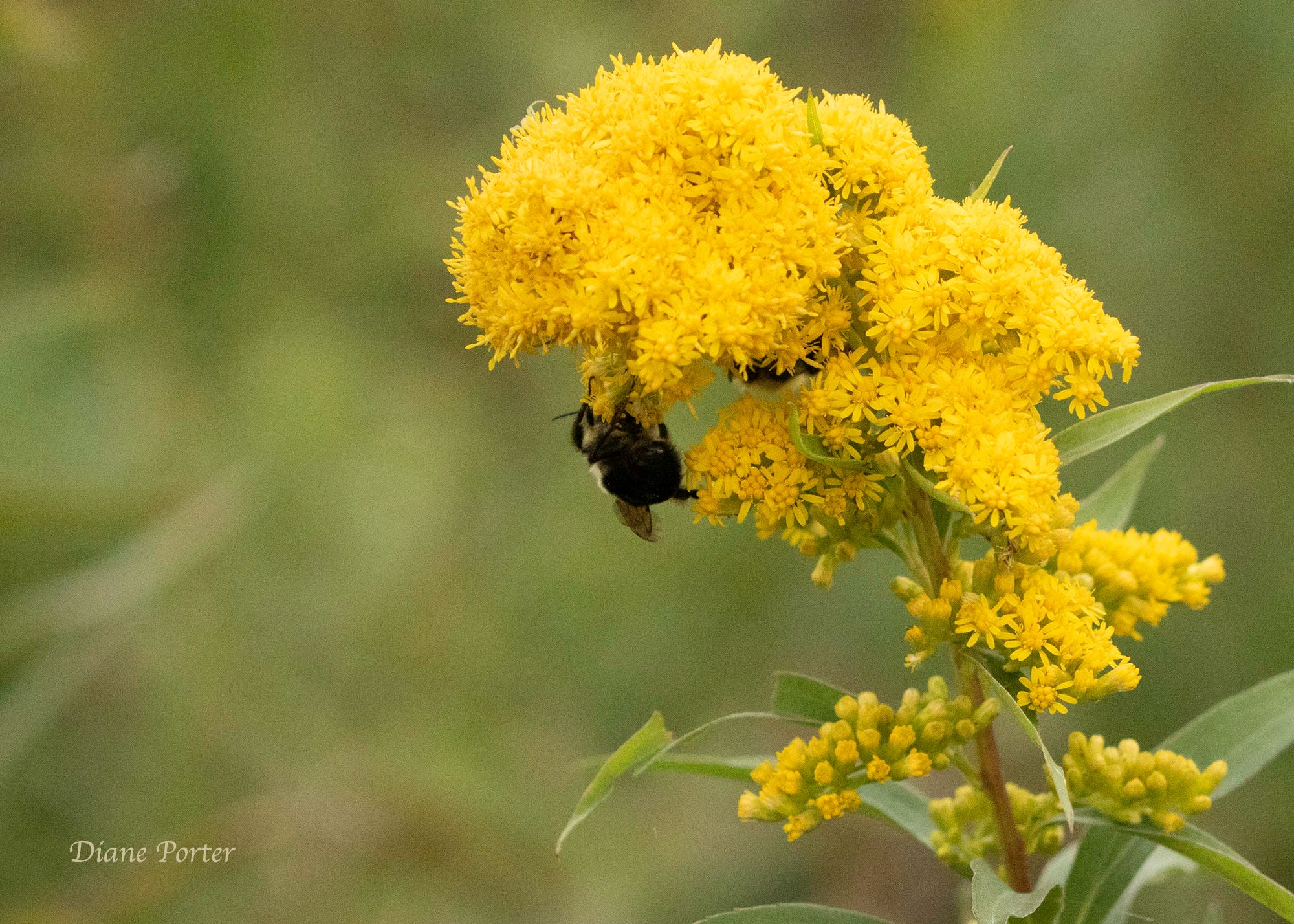 Old Field Goldenrod - by Diane Porter - My Gaia