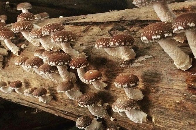 Arcos de Valdevez) Visite de la ferme aux champignons shiitake (2024)