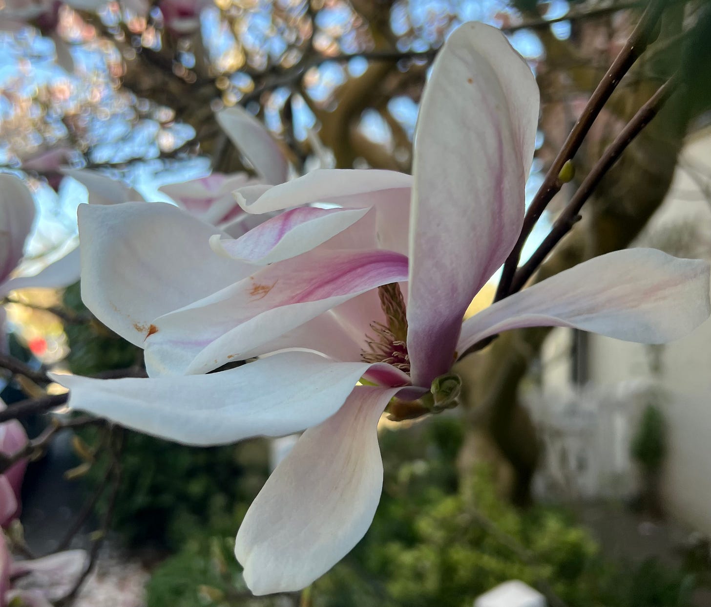 A Magnolia x soulangeana fully open and in shadow