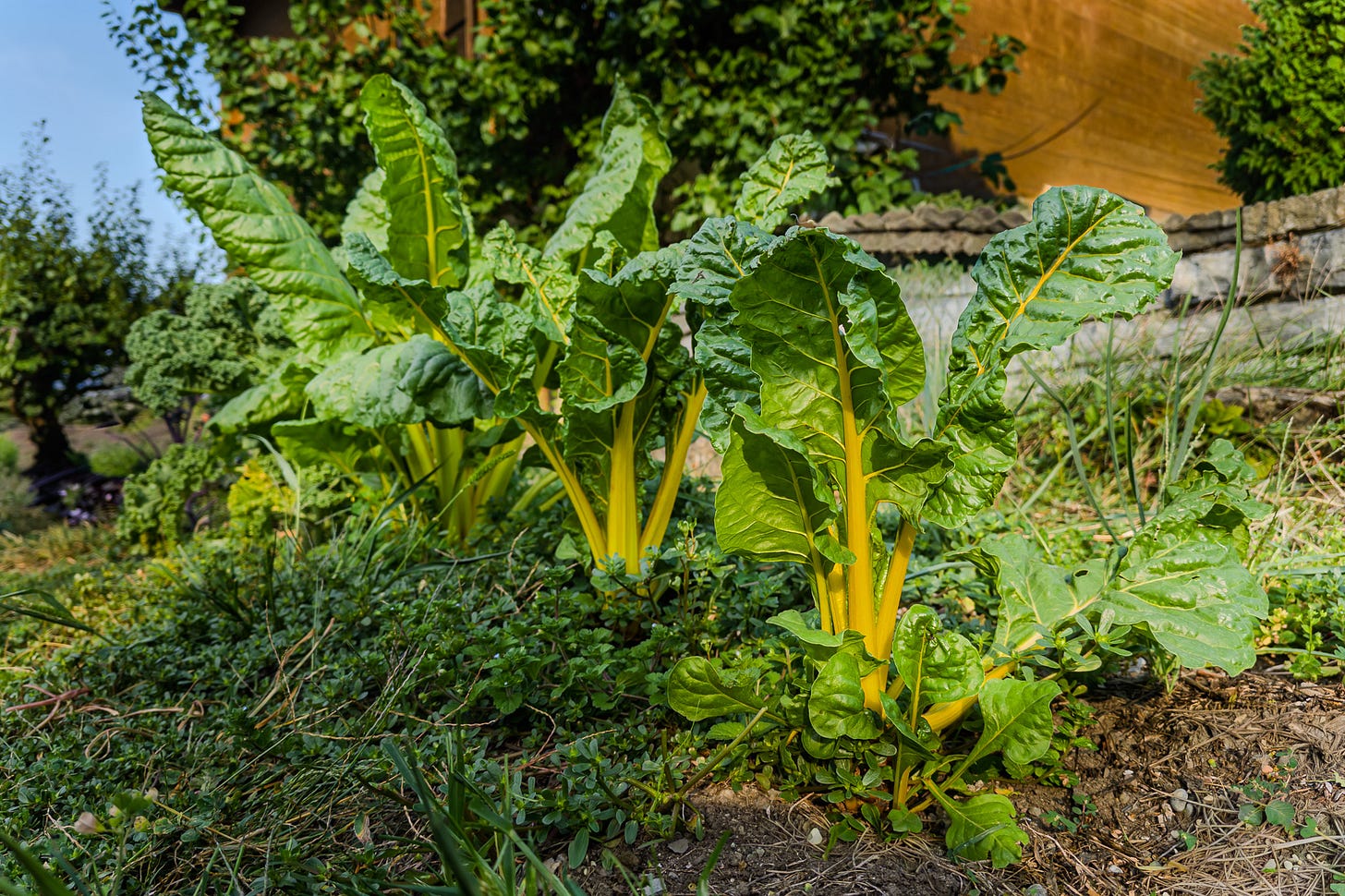 Mehrere kräftige Pflanzen von gelbem Krautstiel (Mangold) wachsen in einem Gartenbeet. Ihre grossen, glänzenden, leicht gewellten grünen Blätter haben auffällig leuchtend gelbe Blattstiele und Blattrippen. Zwischen den Pflanzen wachsen Gräser und niedrige Wildkräuter. Mehrere kräftige Pflanzen von gelbem Krautstiel (Mangold) wachsen in einem Gartenbeet. Ihre grossen, glänzenden, leicht gewellten grünen Blätter haben auffällig leuchtend gelbe Blattstiele und Blattrippen. Zwischen den Pflanzen wachsen Gräser und niedrige Wildkräuter.